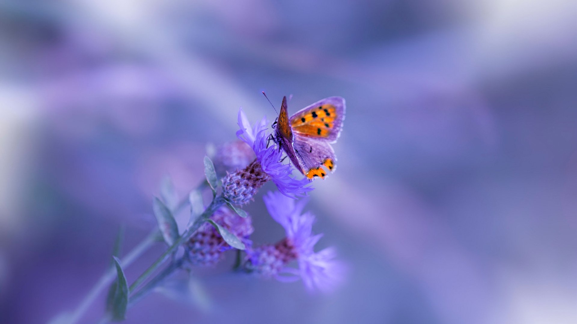 华体会网址-一战封神！戈麦斯爆砍45+18+12，率委内瑞拉绝境逆转乌克兰